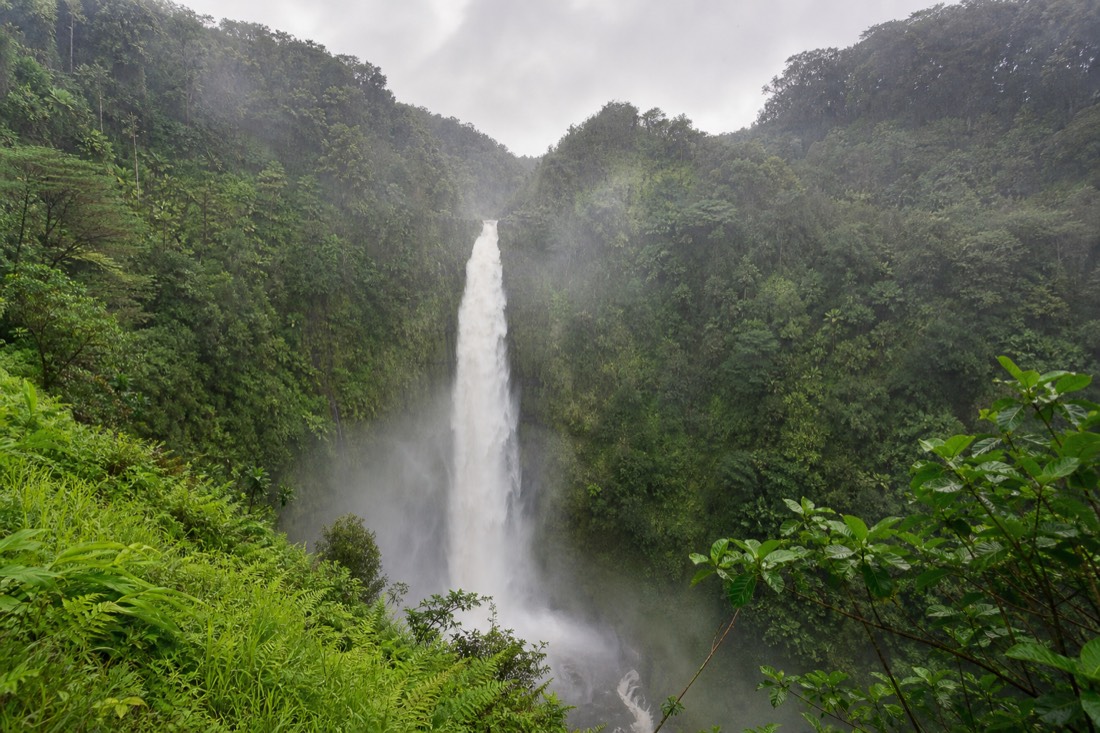 Heavy white water on ʻAkaka Falls with mist rising through rainforest after rain