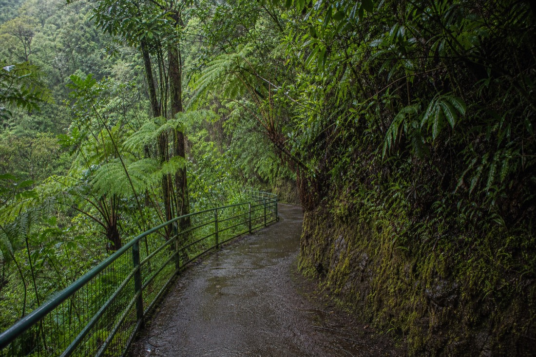 Rain-slicked paved trail and handrail winding through green rainforest at ʻAkaka Falls State Park
