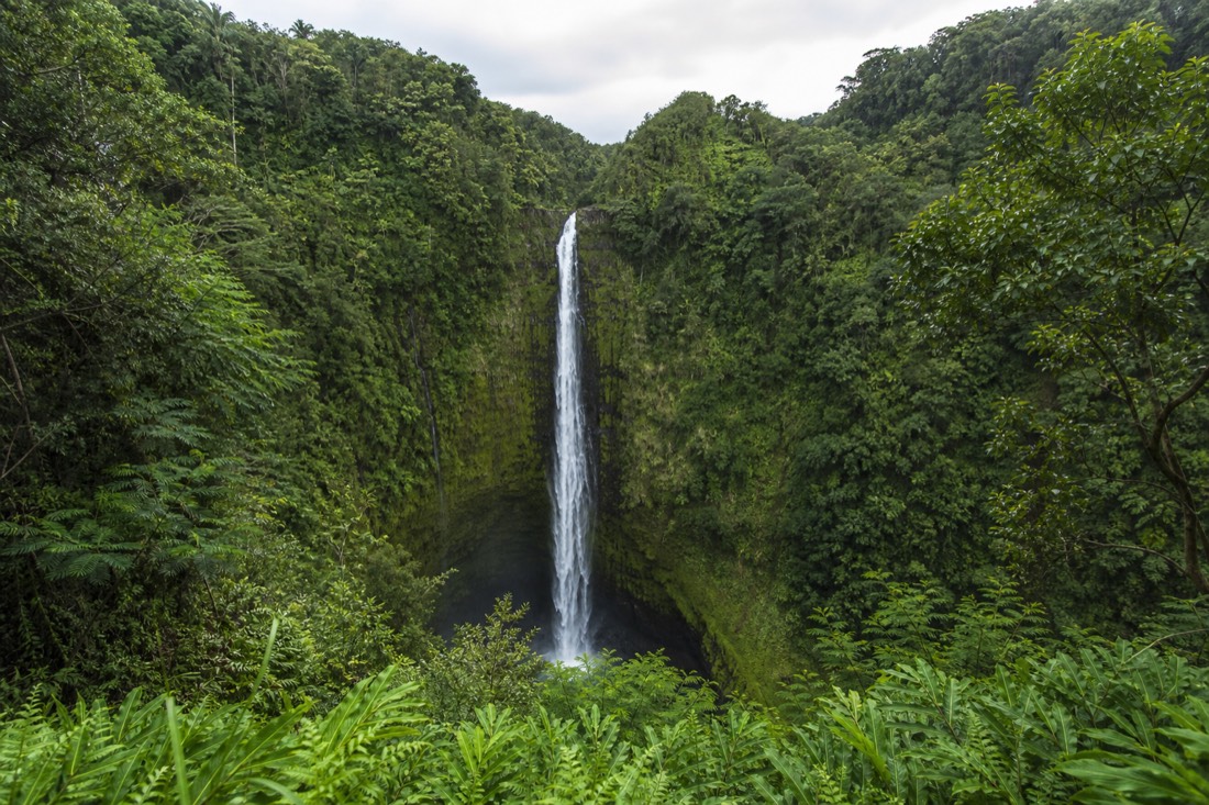 View from the fenced Akaka Falls lookout across the gorge, showing the full 442-foot drop framed by jungle