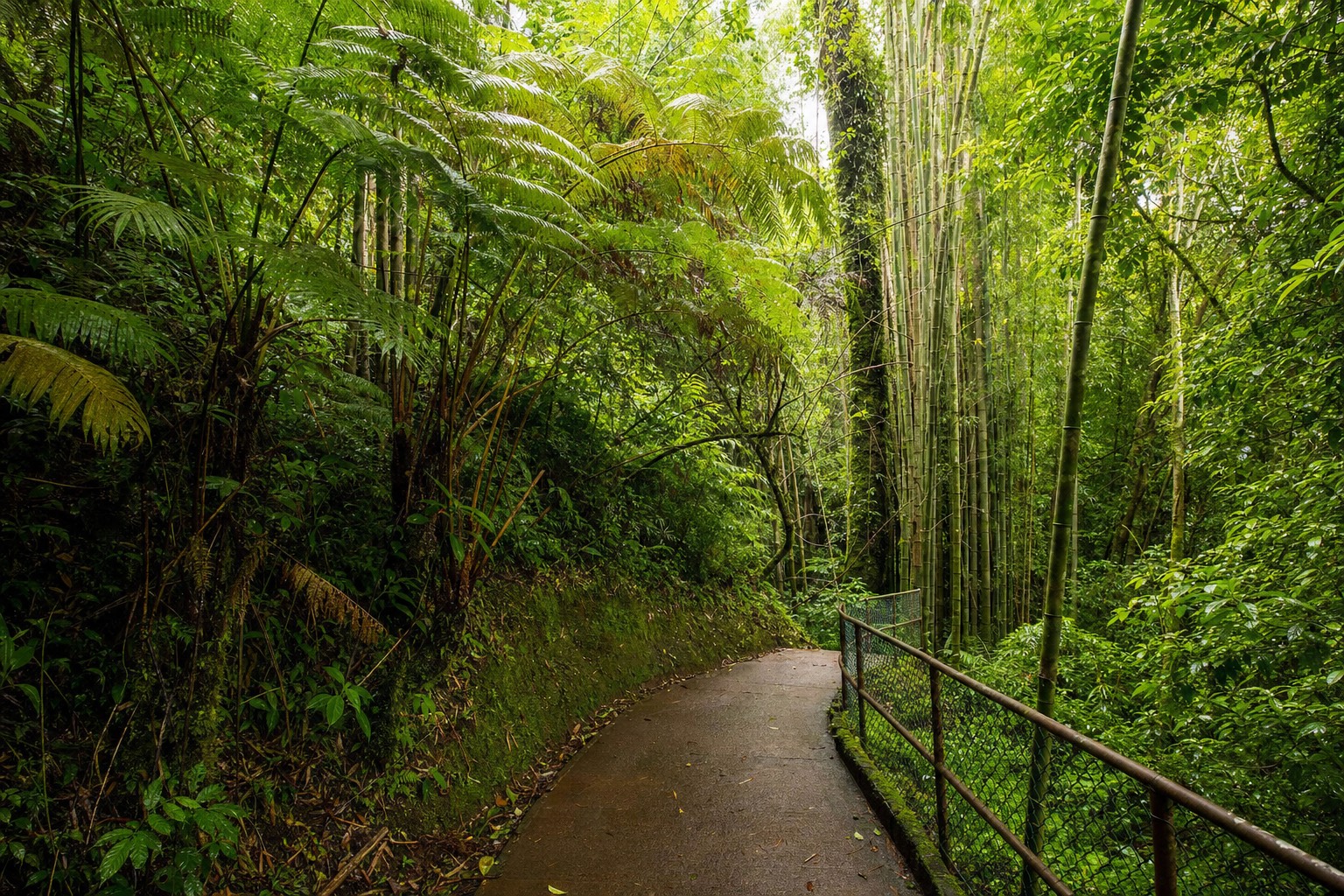 Visitors on the paved ʻAkaka Falls loop trail beneath giant ferns and bamboo on the Hamakua Coast
