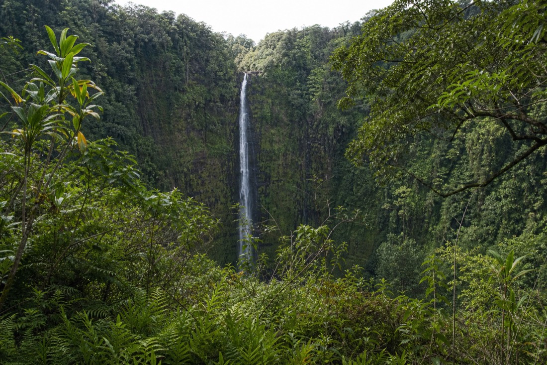 Kahuna Falls cascading down the far valley wall seen from the quiet side of the ʻAkaka Falls loop