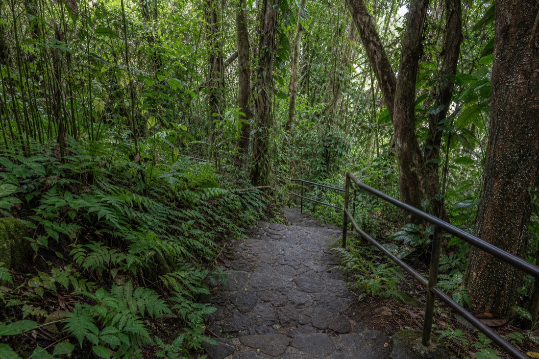 Stone stair section of the paved ʻAkaka Falls loop trail descending through dense rainforest
