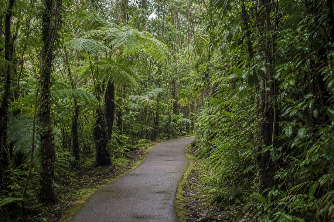 Paved trail winding through dense rainforest greenery inside Akaka Falls State Park