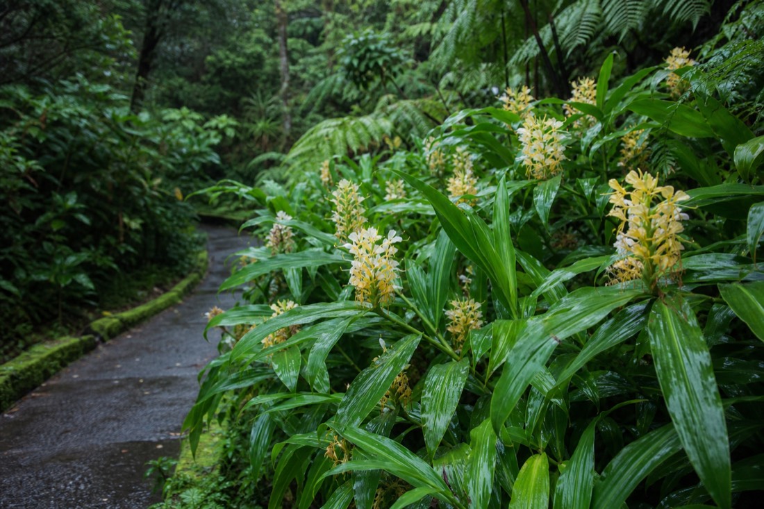 Yellow and white ginger growing dense beside the paved Akaka Falls loop trail in soft rain light