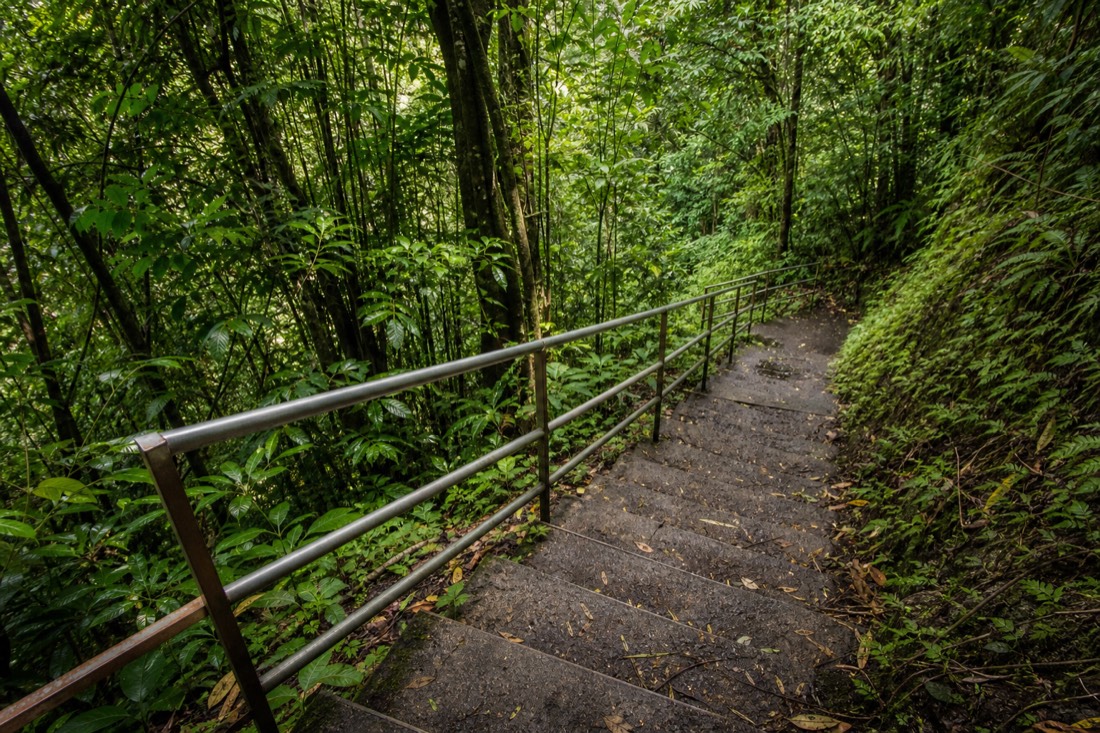 Stair section of the paved Akaka Falls loop trail through dense green forest