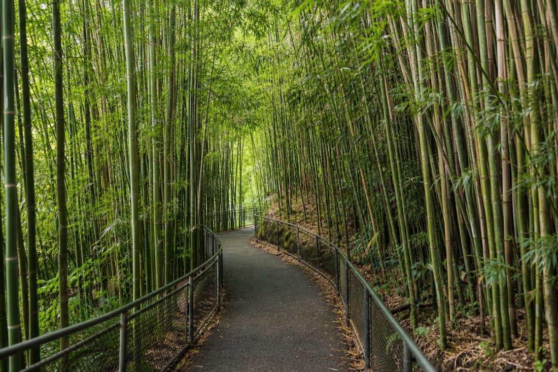 Paved walkway with handrails winding through bamboo inside Akaka Falls State Park