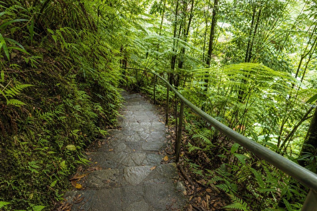 Stone stair section of the paved loop trail descending through ferns at Akaka Falls State Park