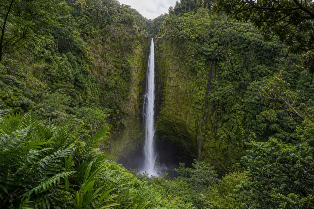 Full 442-foot drop of Akaka Falls seen from the loop trail overlook with rainforest framing the gorge