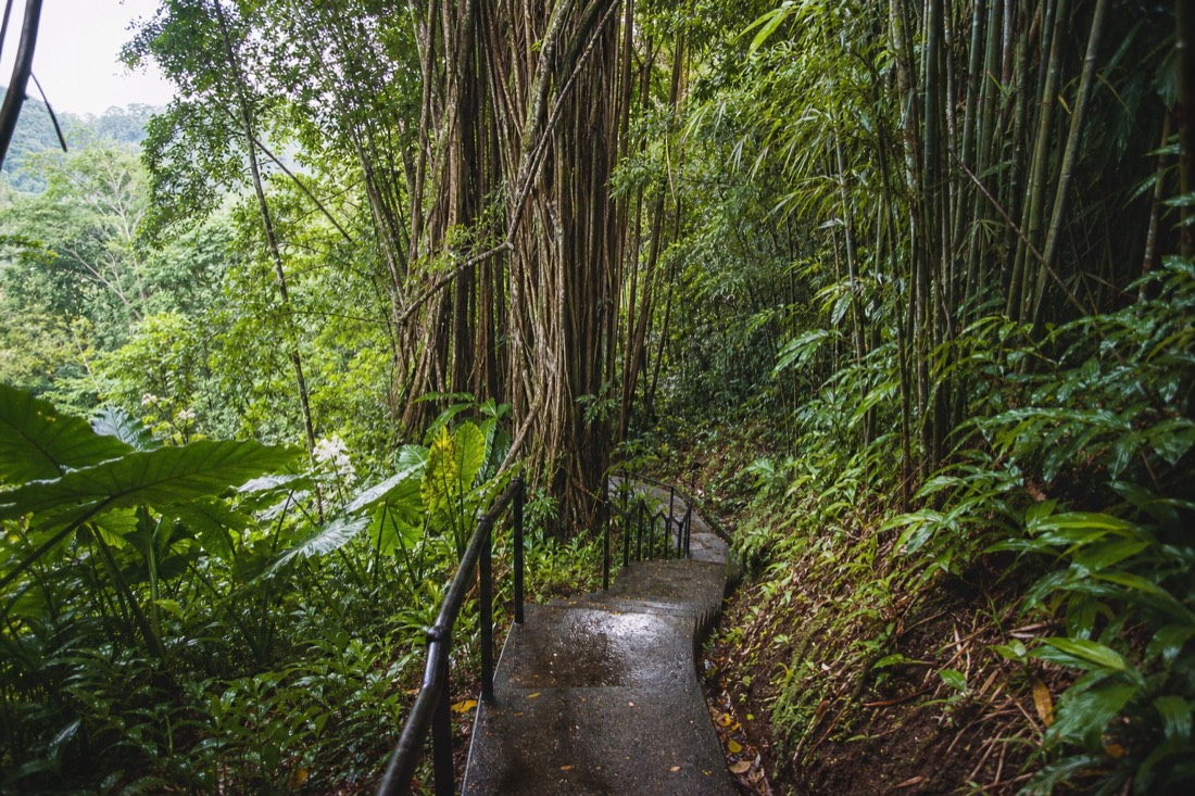 Paved loop trail with steps winding through banyan and bamboo at Akaka Falls State Park