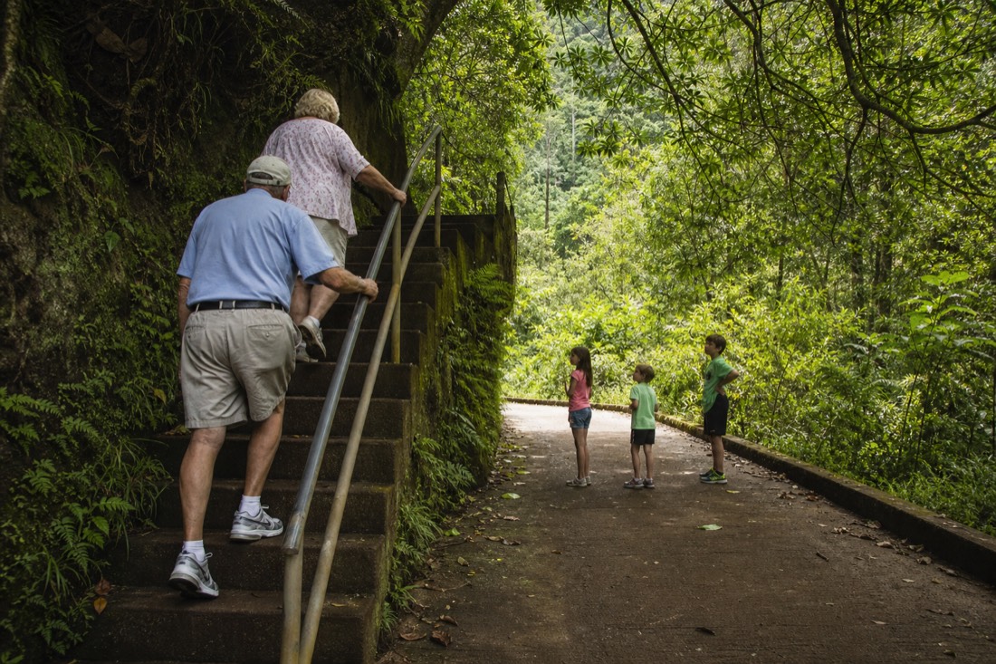 A shaded flight of concrete steps with a black pipe handrail descending into the Akaka Falls gulch, moss growing on the risers, wet from overnight rain